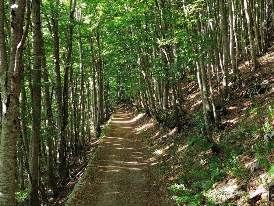 Planinarska staza Ivanova korita - Kraljevo počivalo - Zlatarice (žičara Kotor - Lovćen)